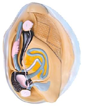 Anatomical model of river clam