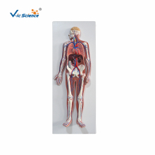 Systemic blood circulation model