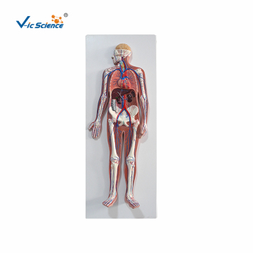 Systemic blood circulation model