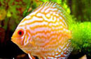 aquarium fish,tropical fish Discus, Angel fish