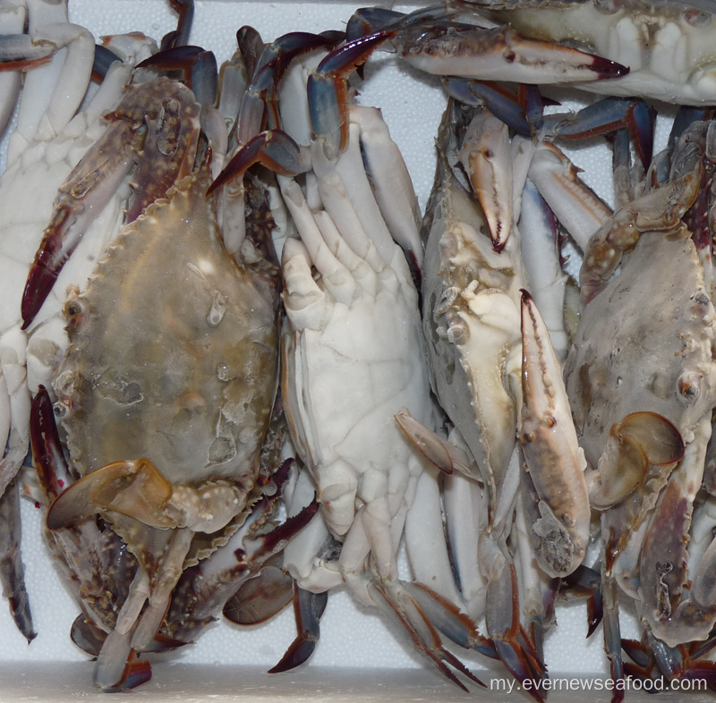 frozen သိပ္ပံအမည် ကဏန်း