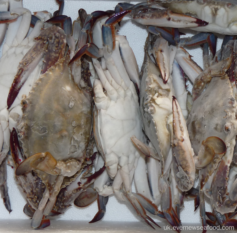 заморожений наукова назва краб