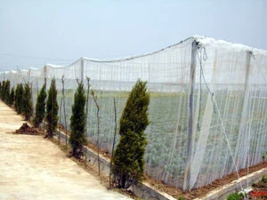 Anti Hail Net (protective net)