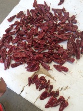 Yidu chili pepper 50lb/bag