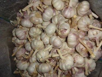 Different Packages Of New Crop Fresh Garlic 2019