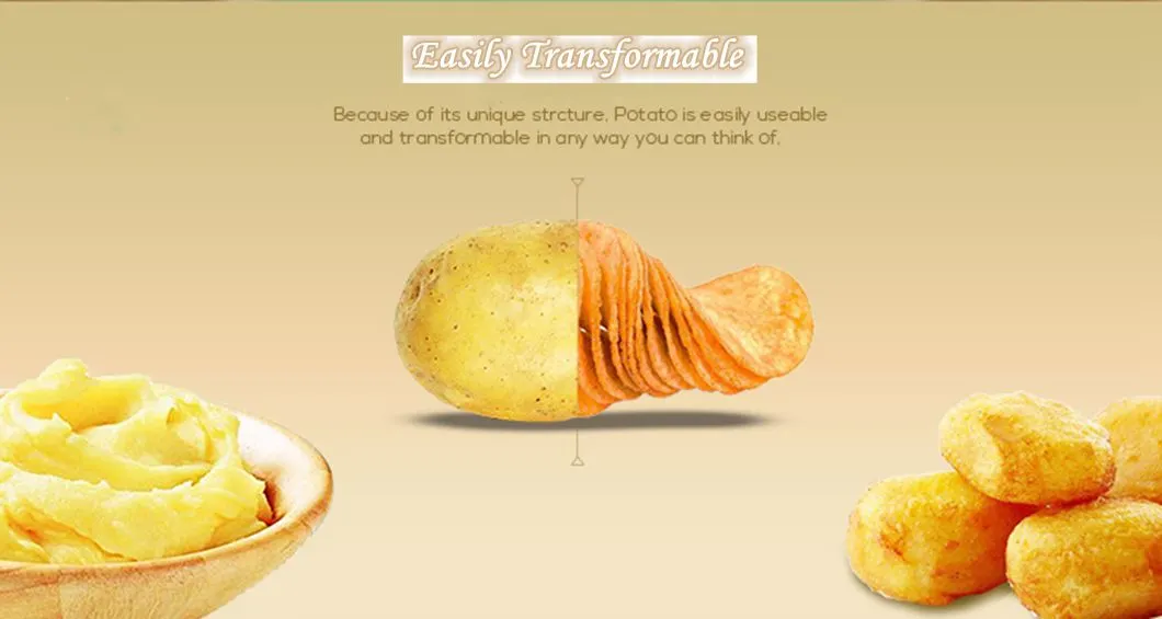 New Crop Fresh Holland Potato with Good Quality
