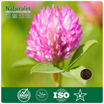 Natural red clover herb