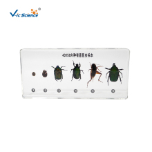 Specimens Of Six Beneficial Insects And Six Pests