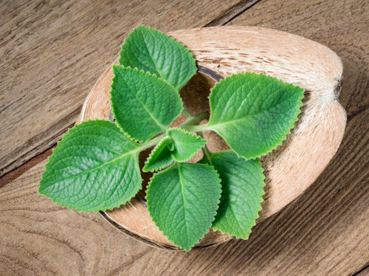 Borage Borage Country Borage هند