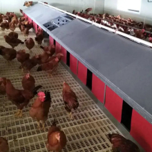 Automatic Poultry Egg Nest System for Breeders and Layers