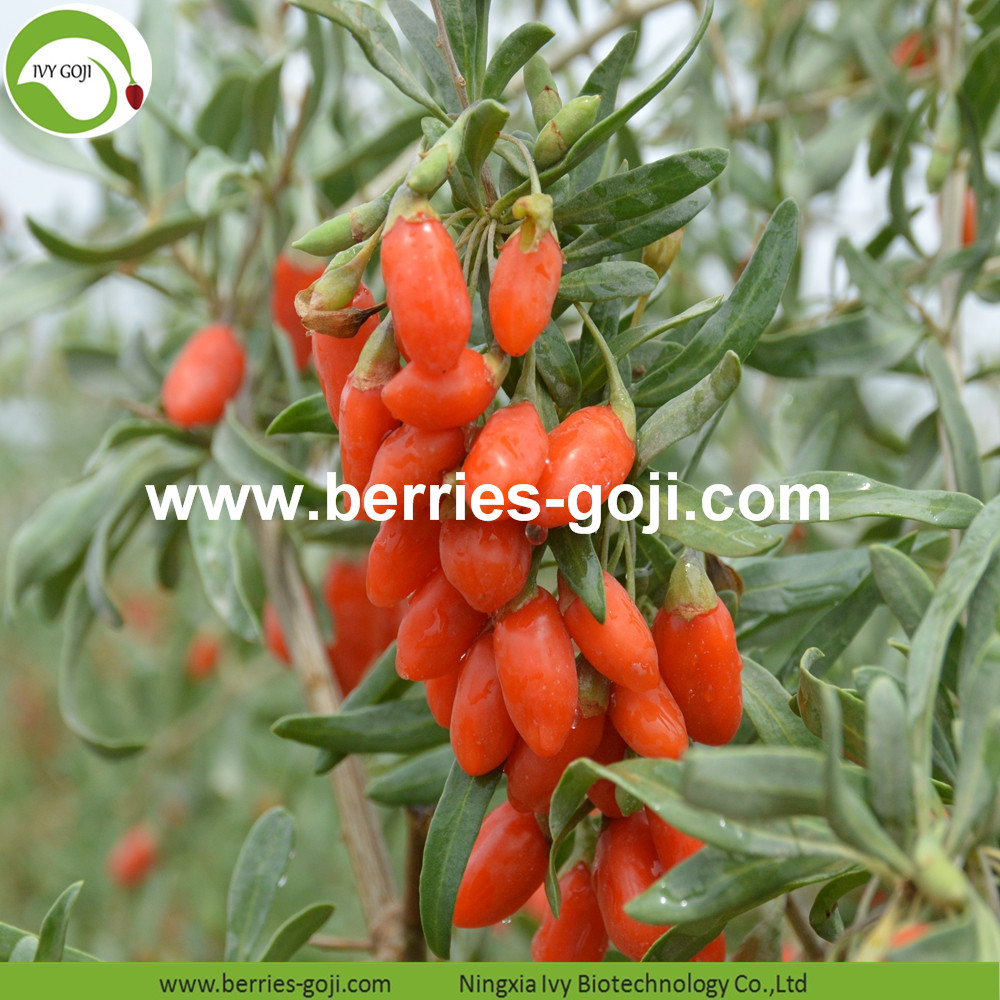 Low Pesticide Goji Berries