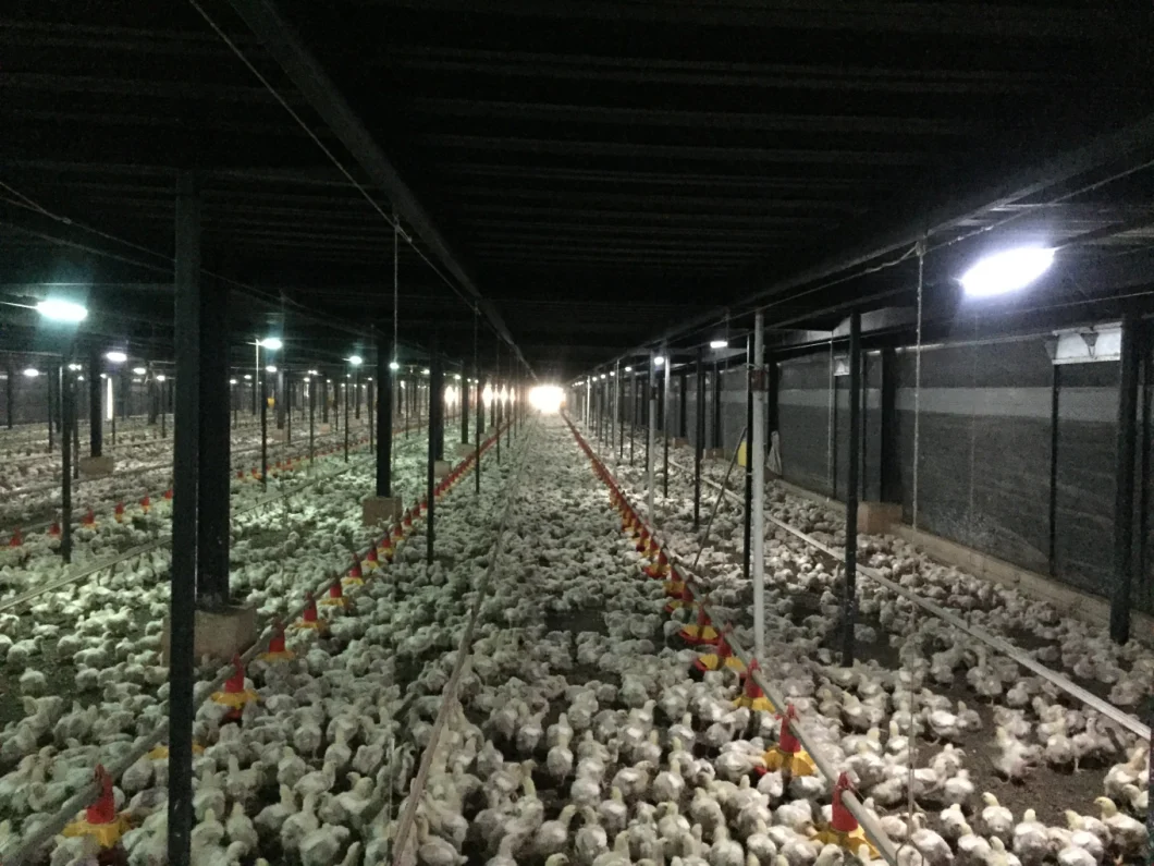 Patent 360° Aluminum Heat Sink Design Poultry Farm Lighting for Poultry