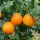 Fresh oranges in china