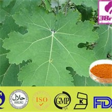 Macleaya Cordata P.E