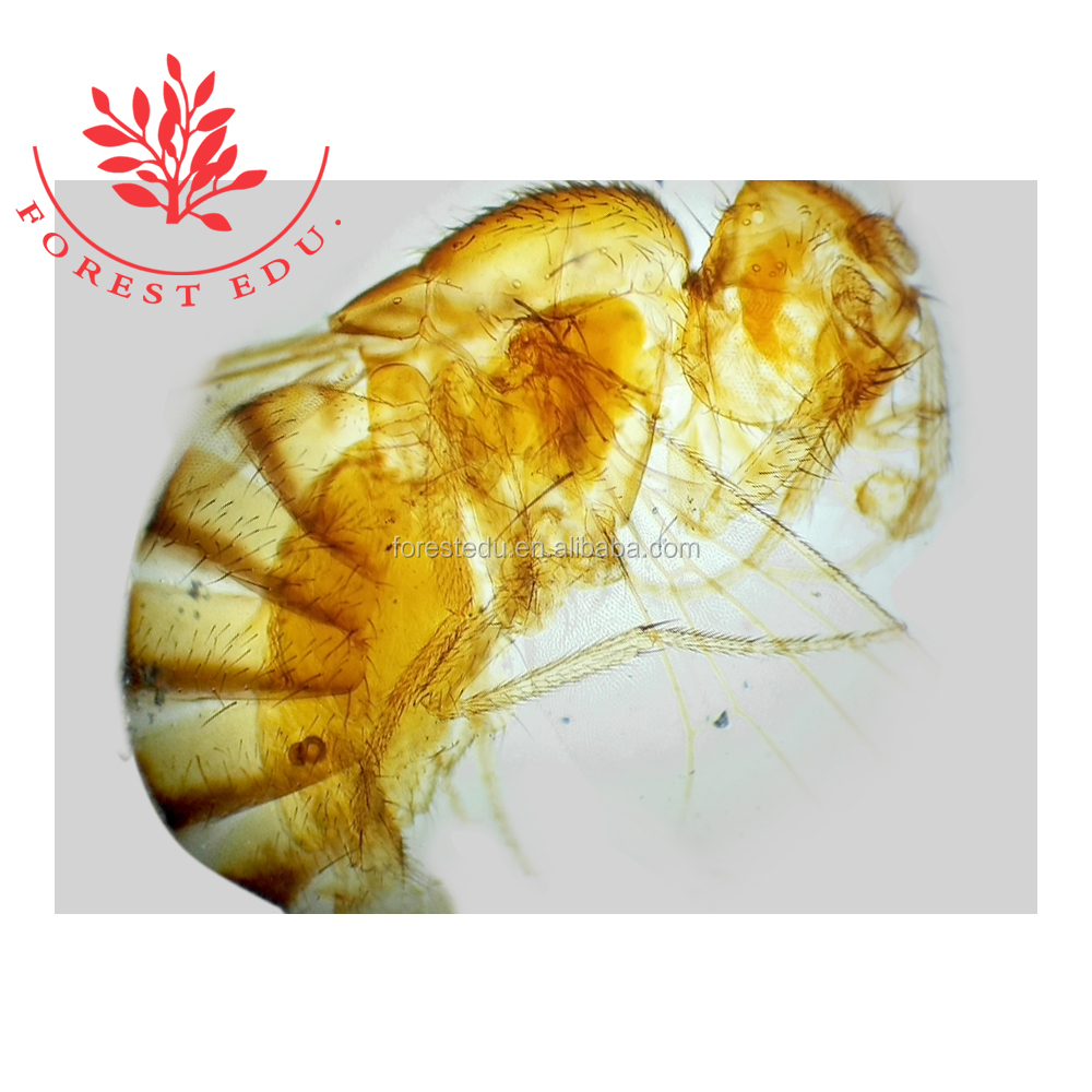 Basic Science Microscope Slide Set