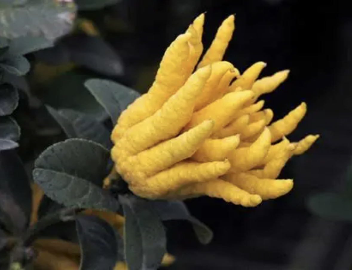 Порошок экстракта Citrus Medica Citrus Medica Extract Powder
