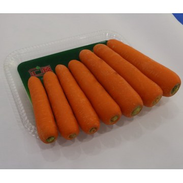 Zanahoria fresca de alta calidad de 2016 para Dubai