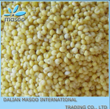 2012 China millet/non-glutinous millet,yellow millet with high quality..