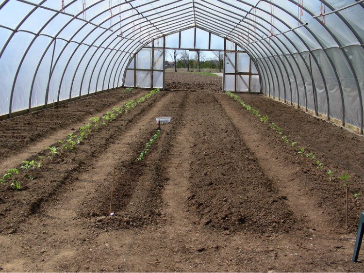 PE film Single Span Greenhouse