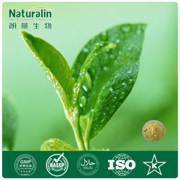 Natural Green Tea extract