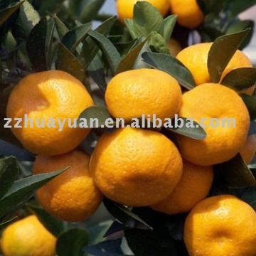 high quality nanfeng orange