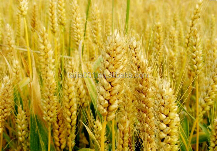 wheat gluten meal for animal feed