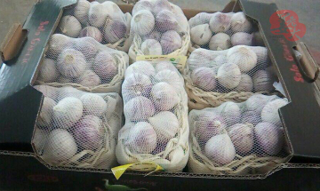 Malaysia Super Quality Fresh Garlic