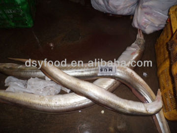 Frozen Eel