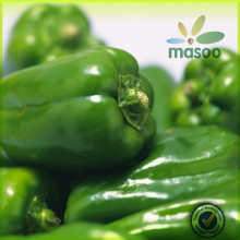 fresh green pepper chili pepper export price