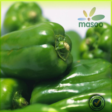 fresh green pepper chili pepper export price