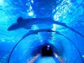 Tunnel dell&#39;acquario acrilico del ristorante World Underwater.