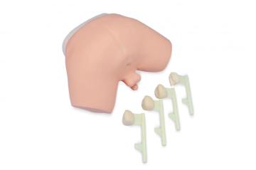 Prostate Exam Simulation Model