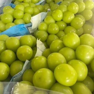 Fresh Grapes Shine Muscat Sweet and Juicy
