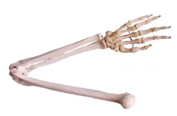 Upper limb bone