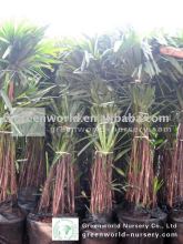 rhapis excelsa indoor palm trees