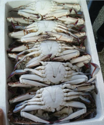 organic foods of crab