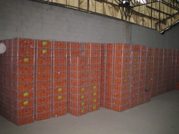 Fresh and Sweet Baby Mandarin Orange