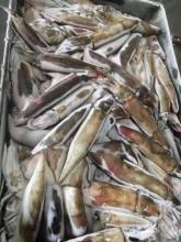 Frozen Purpleback Flying Squid Whole Round150-200g