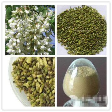 Factory supply Sophora Japonica extract / Sophora Japonica extract / Rutin 98%