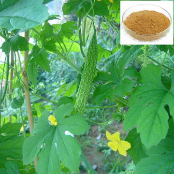 Herb Medicine Diabetes Bitter Melon Extract