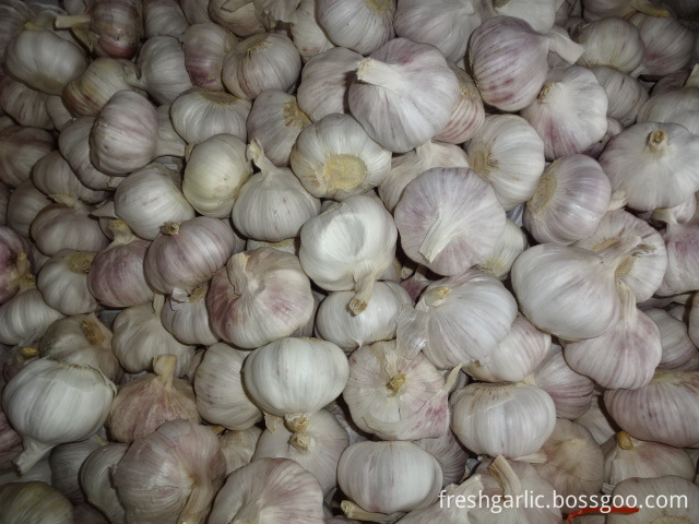 Export Normal Garlic