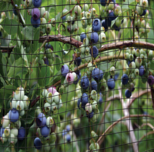 Verde de malha de controle de pássaro de malha de plástico PEAD