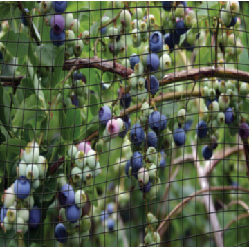 Verde de malha de controle de pássaro de malha de plástico PEAD