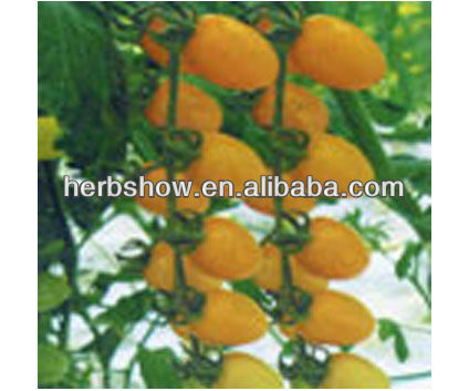 2016 newly F1 Hybrid Cherry Tomato seeds for sale