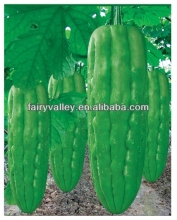 High Disease Resistant Deep Oil Green Bitter Melon Seeds/Bitter Gourd Seeds/Balsam Pear Seeds For Cultivation