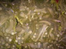 new crops fresh horseradish roots