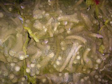 new crops fresh horseradish roots