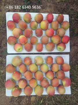 Unbagged None-bagged Fuji Apple