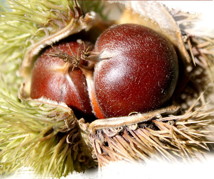 organic sweet fresh tianjin chestnuts