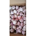 Good Quality garlic from jinxiang